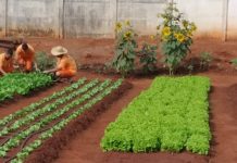 Em Ivinhema, campanha de prevenção ao suicídio recebe “energia positiva” com girassóis cultivados no presídio