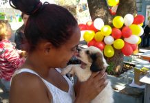Que tal adotar um cão ou um gatinho? CCZ realiza feira de adoção neste feriado
