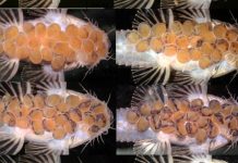 Pesquisadores do Imasul reproduzem em cativeiro espécie de cascudo ameaçada de extinção