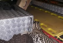 Jaguatirica morre após ser atropelada em avenida de MS