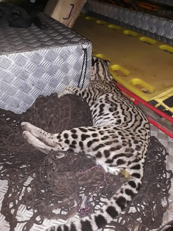 onça corumba atropelada