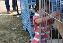 Com mais de 60 cães e gatos, CCZ realiza feira de adoção nesse sábado (15)