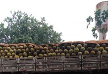 Carga de maconha escondida em caminhão que transportava jaca é apreendida em MS