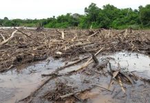 Órgão ambiental de MS diz que é um fenômeno natural acúmulo de galhos e troncos em rio do Pantanal