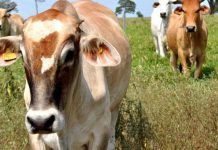 Covid-19: Comunicado da Embrapa Gado de Corte traz dicas de prevenção para pecuaristas
