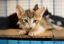 Prefeitura institui Selo para contemplar empresas que contribuem com o bem-estar animal