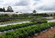 Prefeitura prepara Projeto de Lei para implantar Plano Municipal de Agricultura