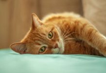 Droga que trata coronavírus em gato também funciona contra SARS-CoV-2