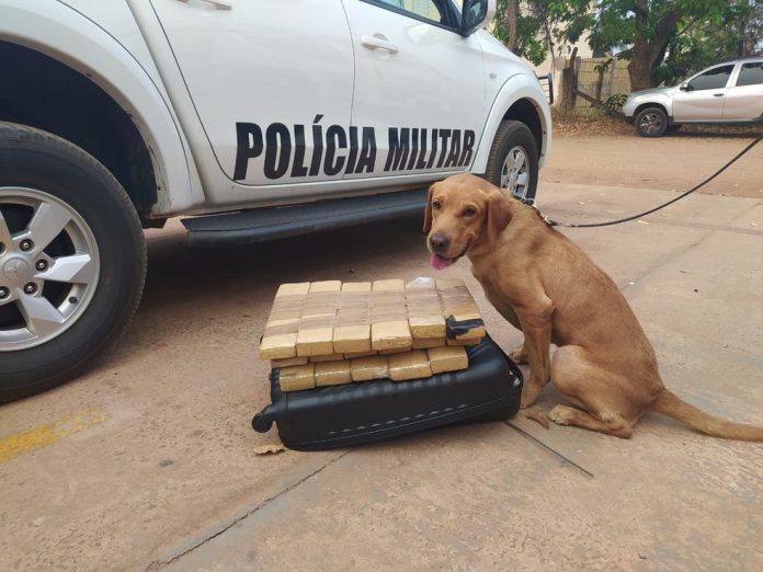 Polícia faz vistoria com cão farejador em rodovia de MS e acha droga na mala de jovem com destino a Goiânia