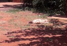 Após mau cheiro, moradores encontram animais mortos por abandono de dona