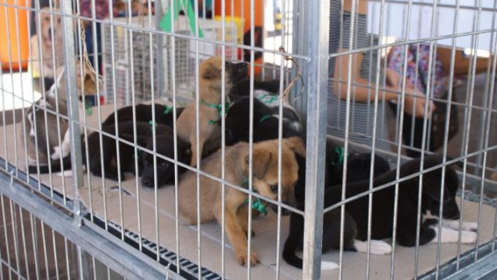 DSC06413-768x432
