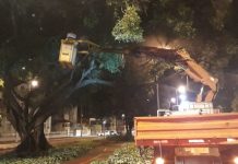 PREFEITURA APLICA BIOPROTETOR NATURAL EM ÁRVORES CENTENÁRIAS NA AVENIDA AFONSO PENA