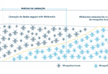 MÉTODO WOLBACHIA INICIA NOVA FASE E SOLTURA DE MOSQUITOS COMEÇA EM MAIS NOVE BAIRROS
