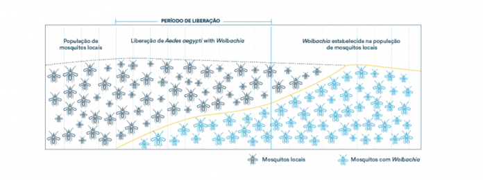wolbachia-1624994133