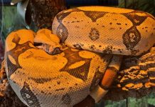 Bioparque garante 2ª chance para jiboia Rachel Carson e reforça saúde e bem-estar animal como prioridades