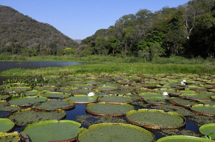 Pantanal-Vitoria-Regia-Foto-Bruno-Rezende-02-730x480