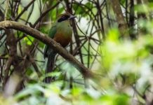 Juruva é instituída ave símbolo da Mata Atlântica em MS e fortalece agenda de conservação e aviturismo