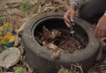 SES realiza força-tarefa com Defesa Civil para conter avanço da chikungunya em Dourados