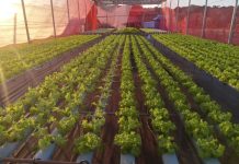 Agricultores de MS geram renda e perdem o medo da tecnologia com apoio da Fundect